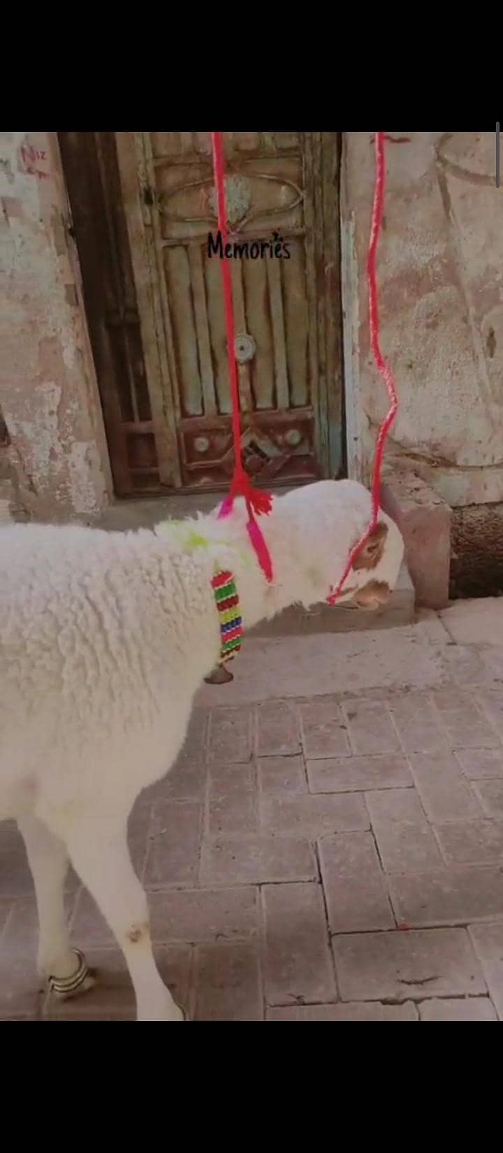 Dumba 4