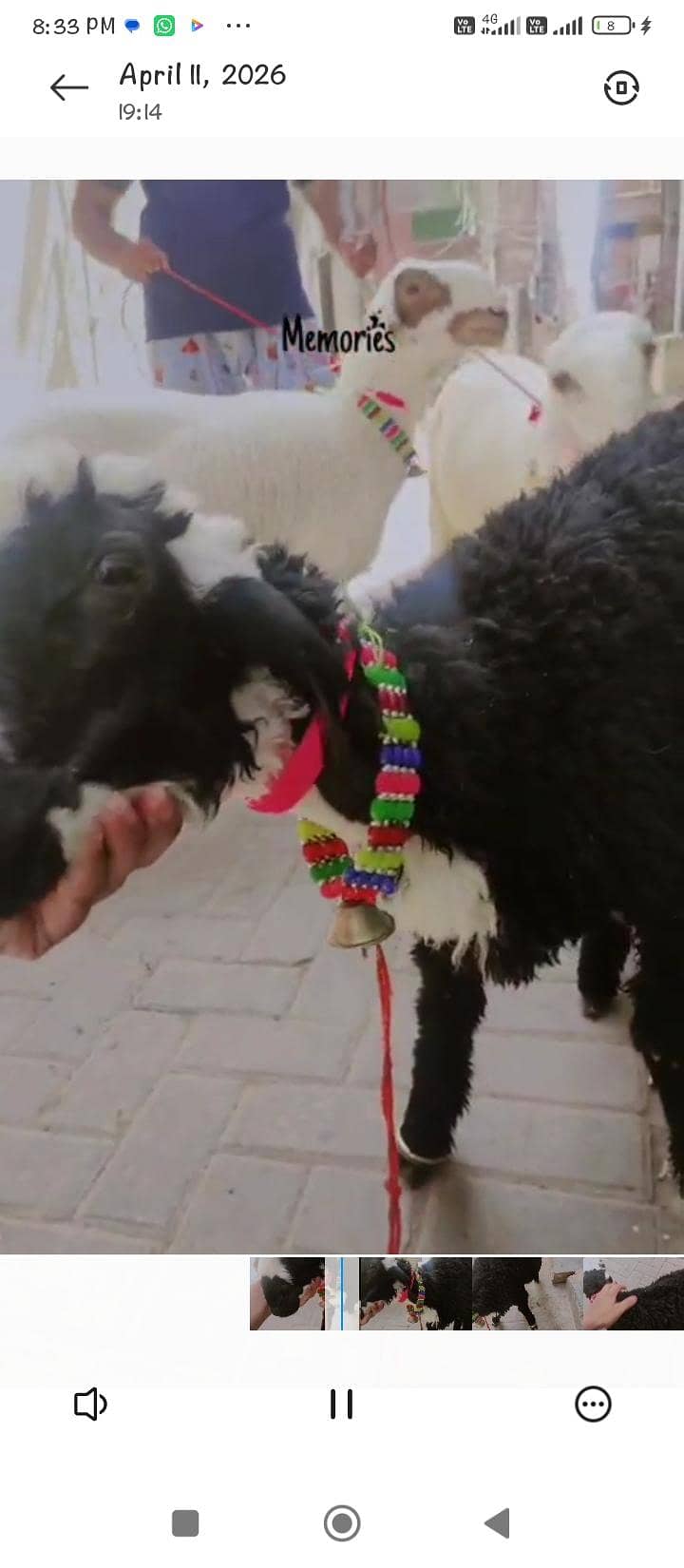 Dumba 5
