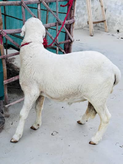 2 dant Mundra dumba