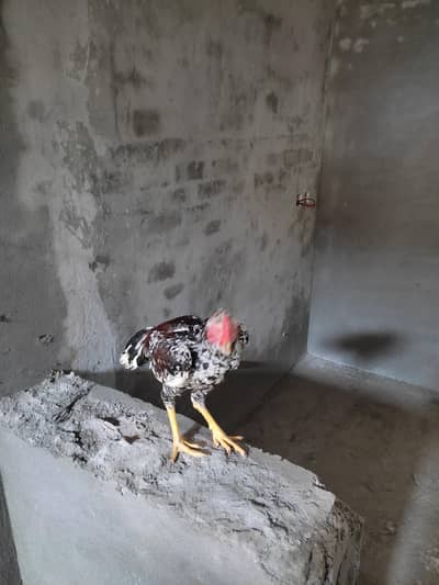 2 male sleta aseel chiks for sale
