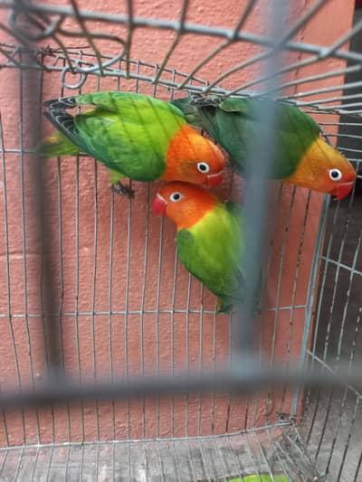 Gareen opaline love birds.