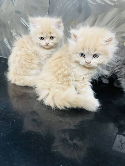 double n Triple coated kittens