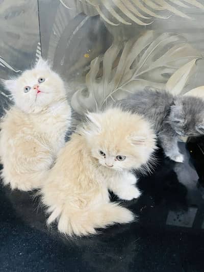 double n Triple coated kittens