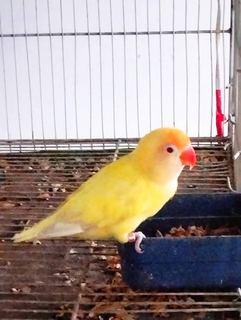 breeder pair 0