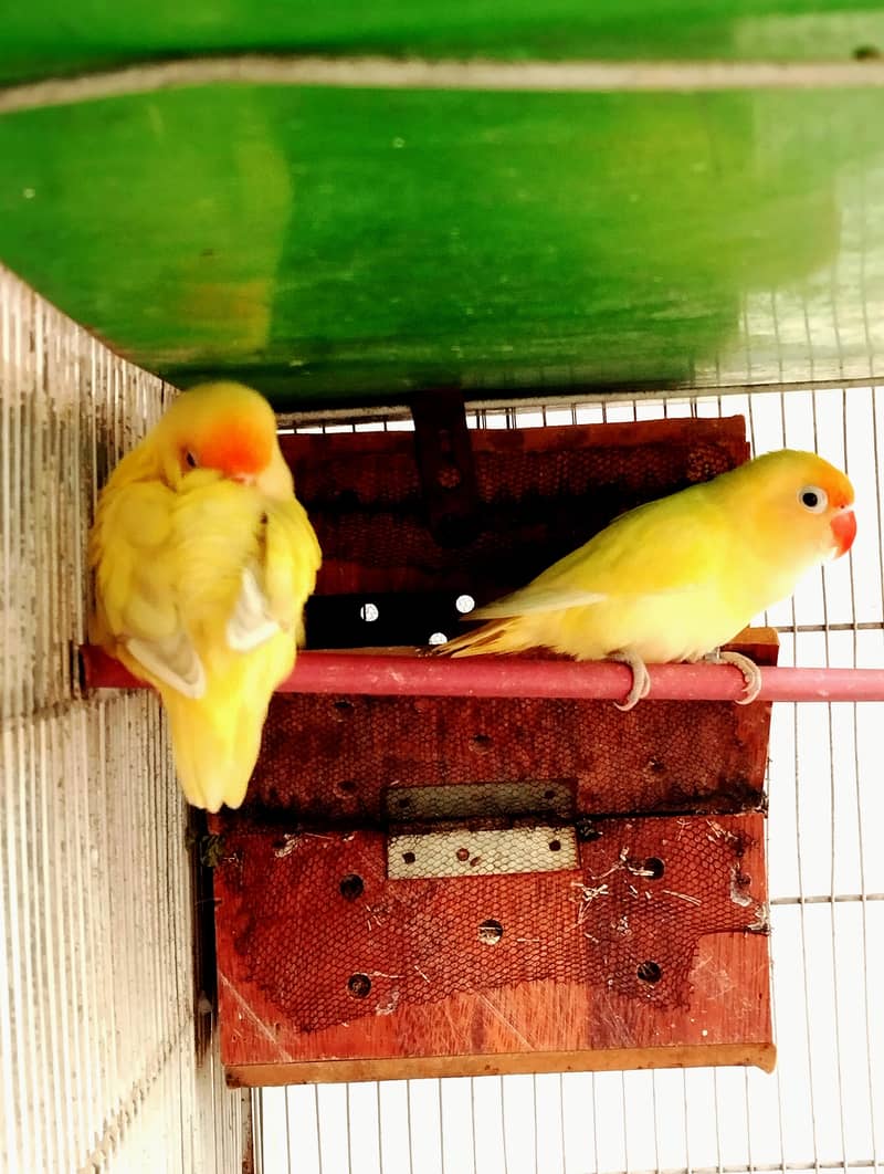 breeder pair 1