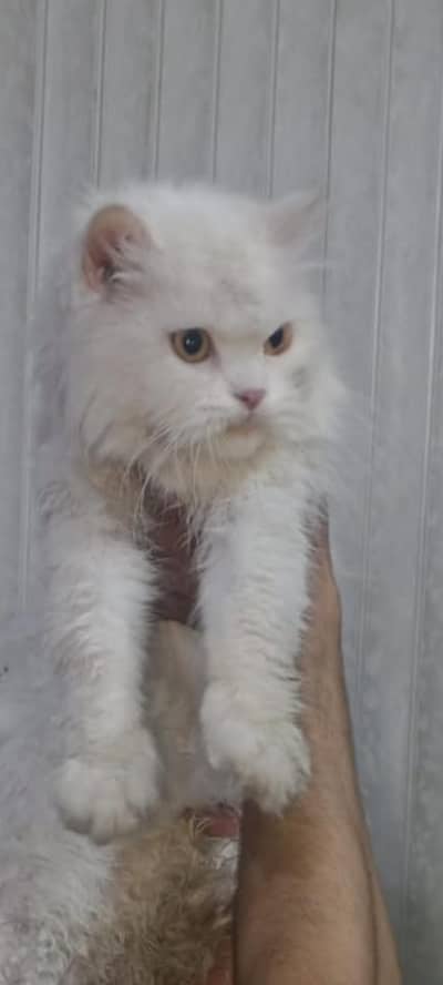 female breeder cat fully vaccinated  fluffy doll face