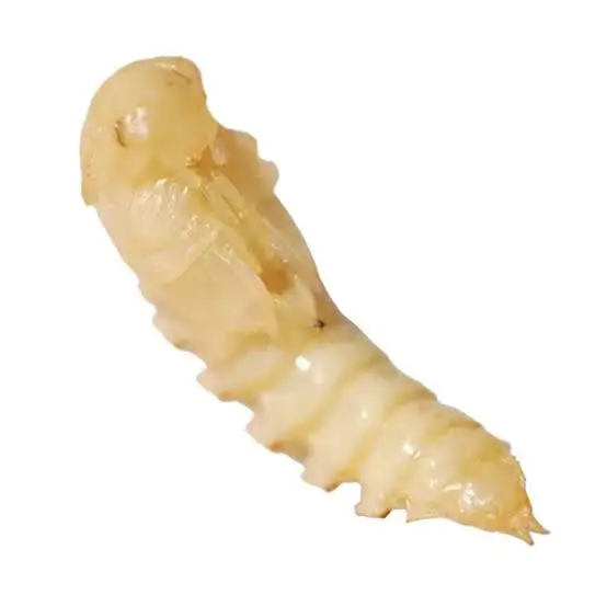 mealworms for reptiles feed — photo 3