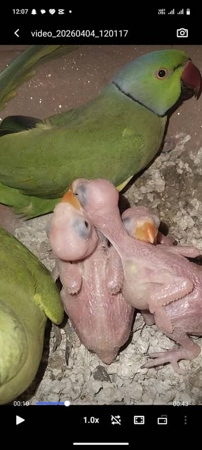 khatay parrots Kay chicks available ha  3 piece ha