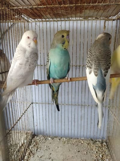 Budgies King pathy