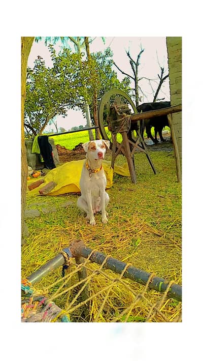 Puppies  for sale