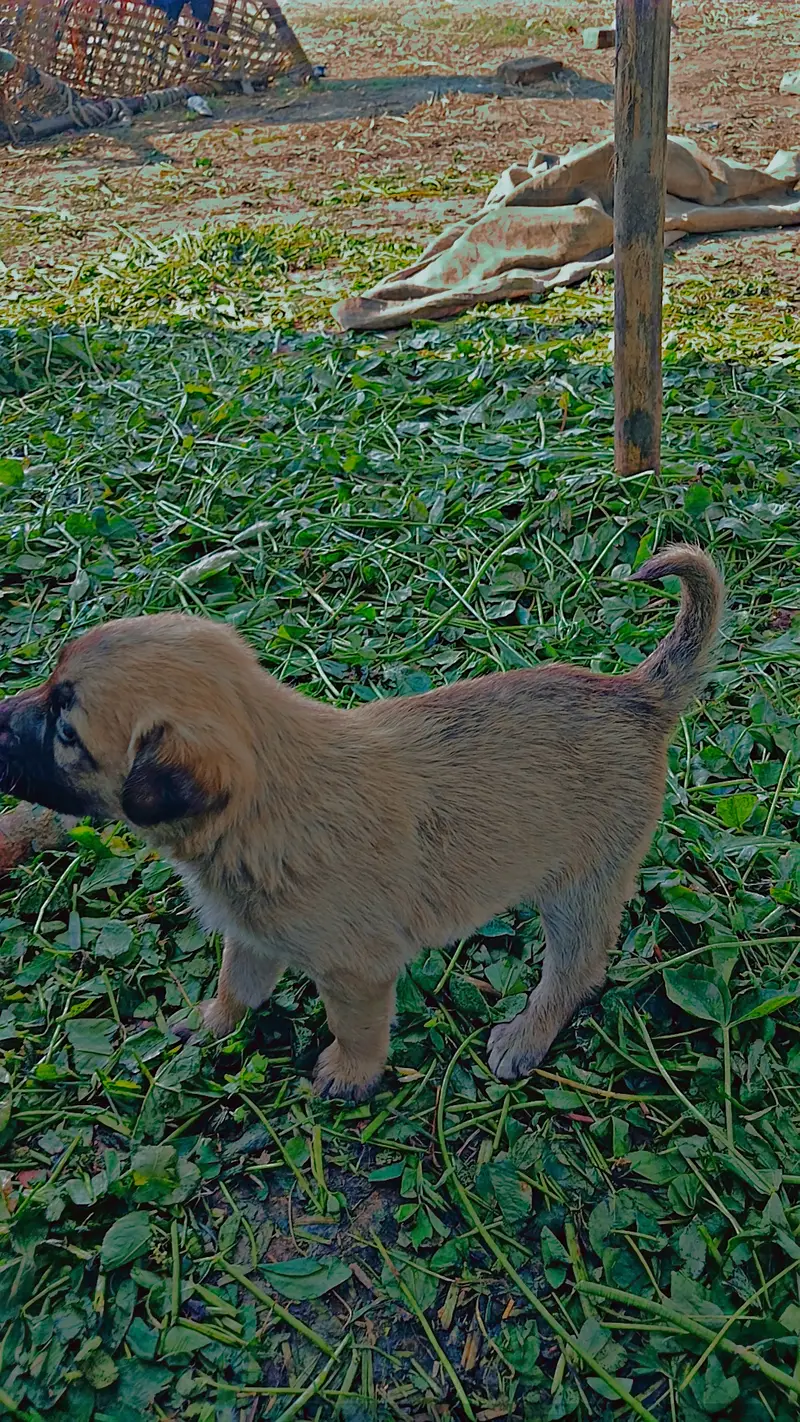 Puppies  for sale — photo 2
