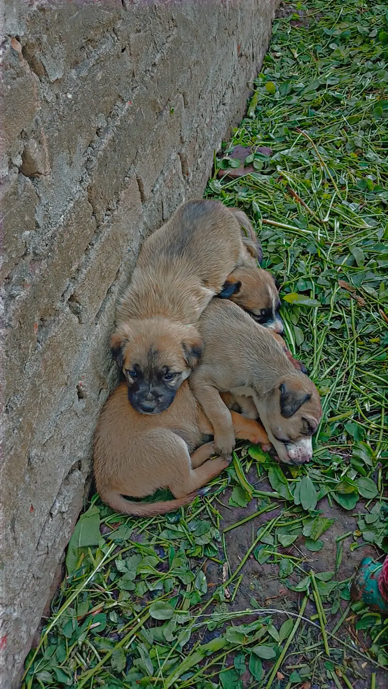 Puppies  for sale — photo 3