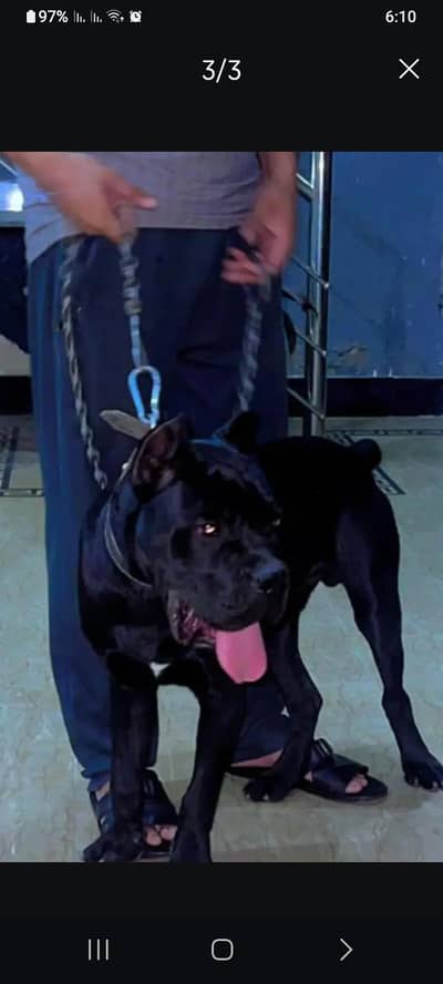 cane corso puppy