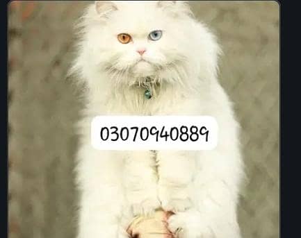 Persion cat 0
