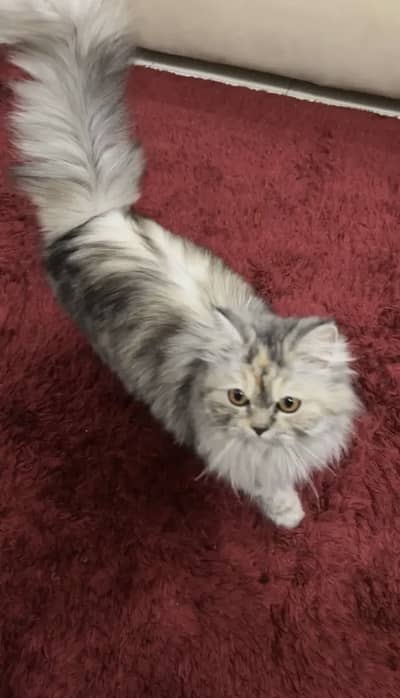Russian cat