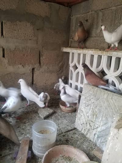BREEDING PEAR RS1250 AND SINGLE RS 500