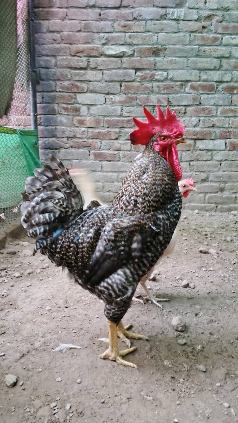 Desi murga 0