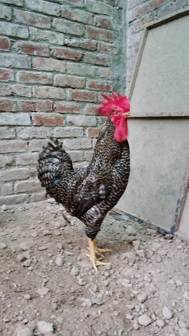 Desi murga 1