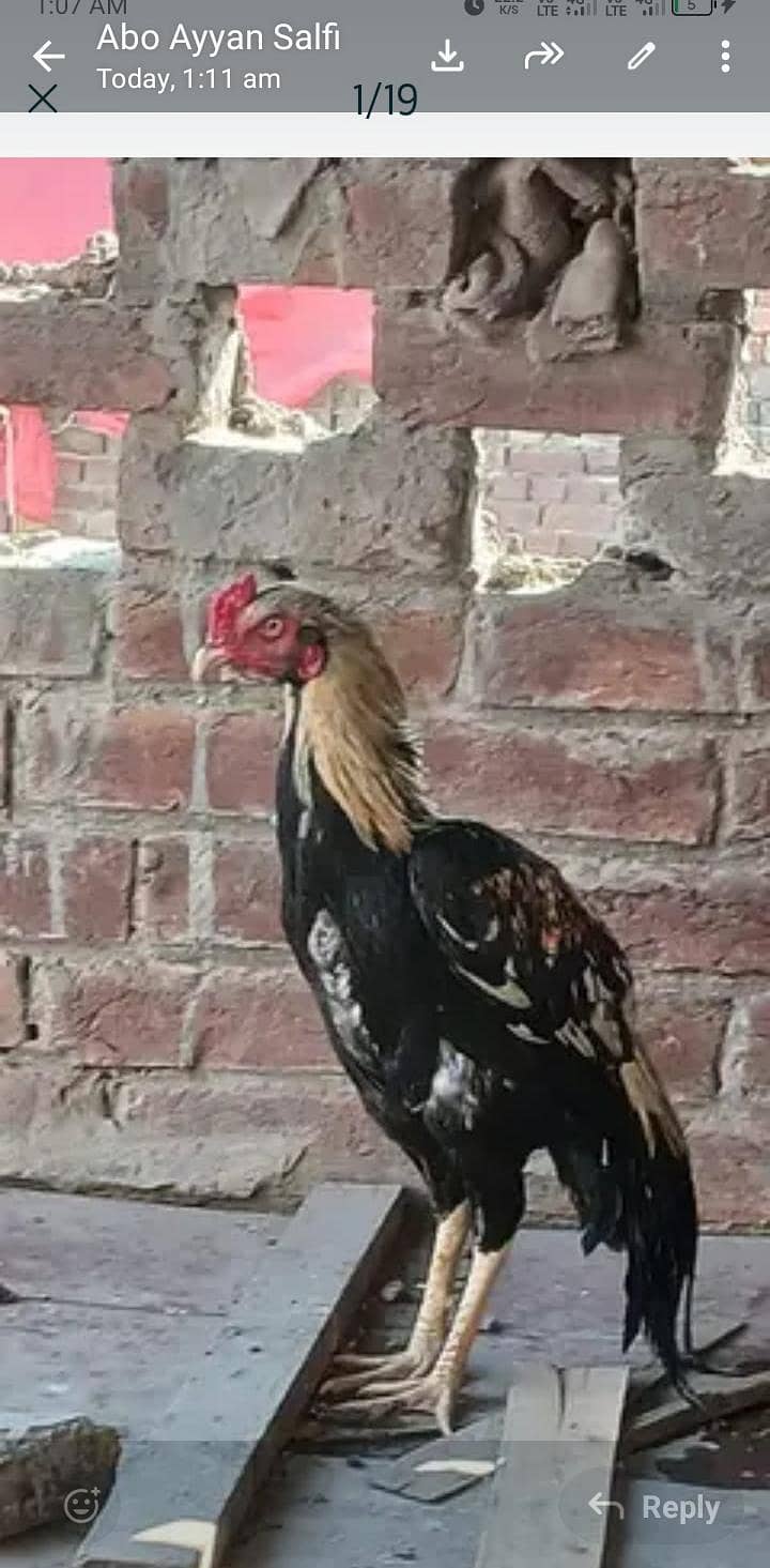 chicks 2