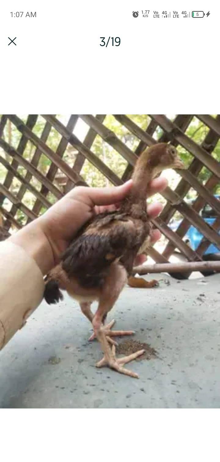 chicks 1