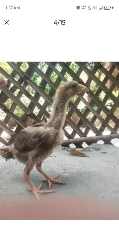 chicks