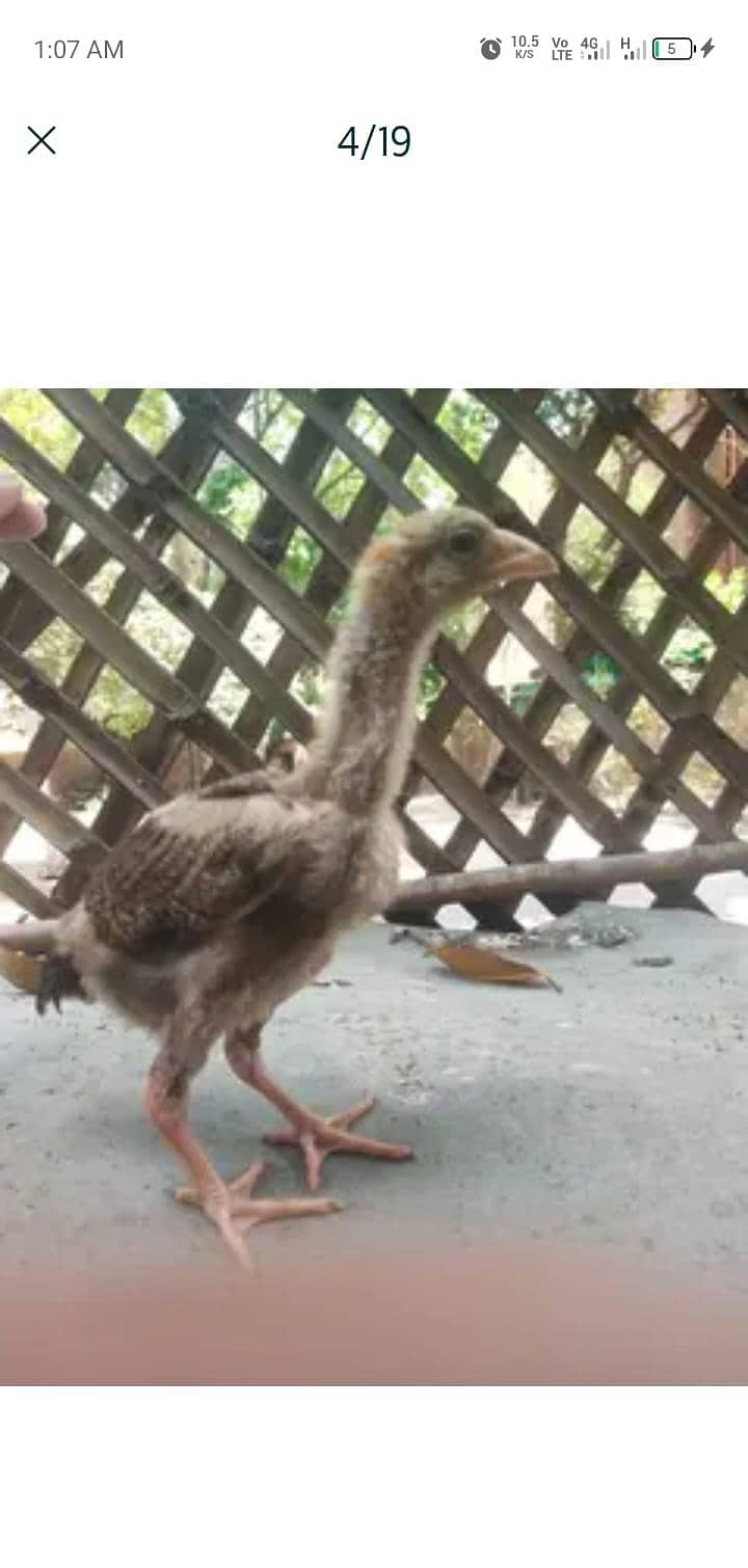 chicks 0