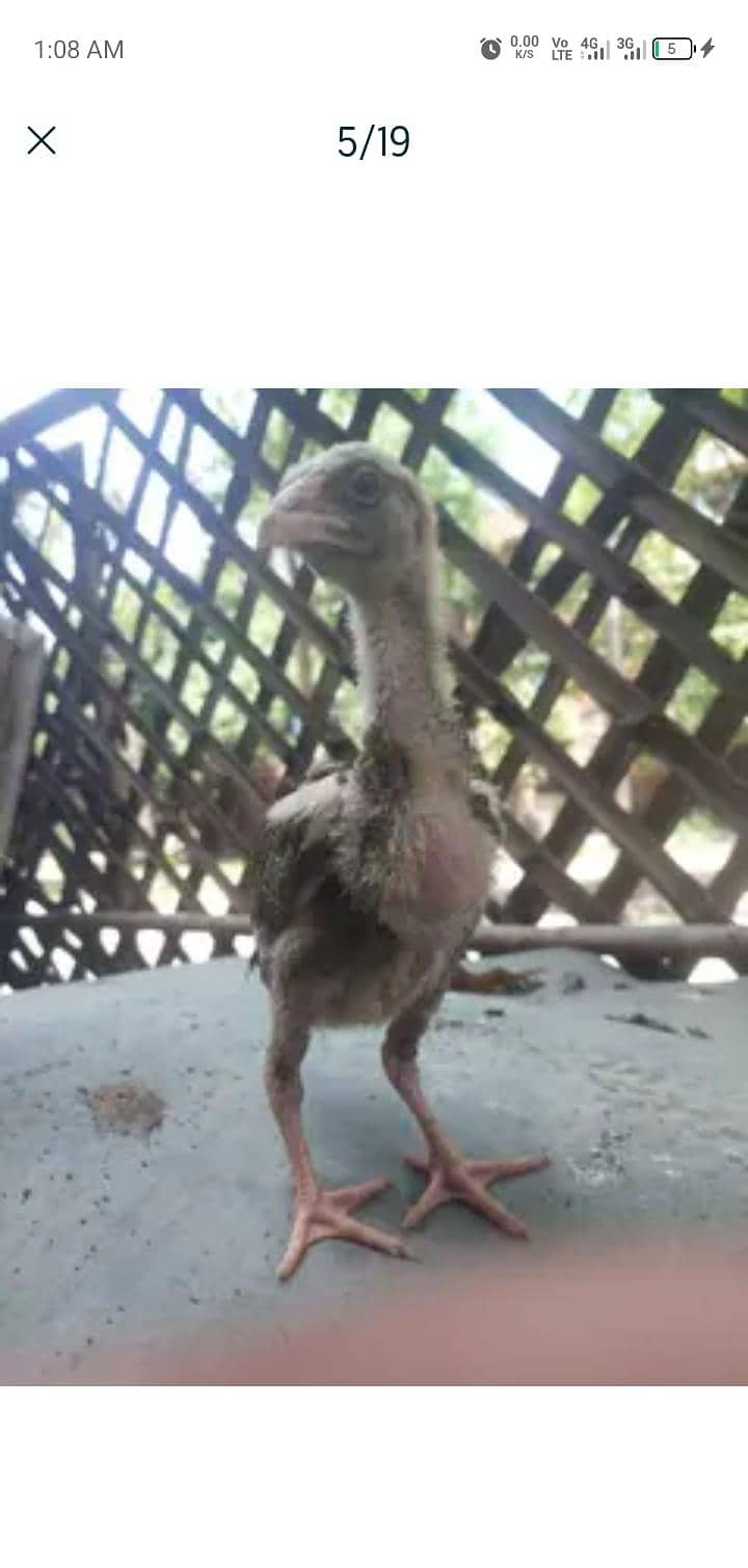 chicks 3