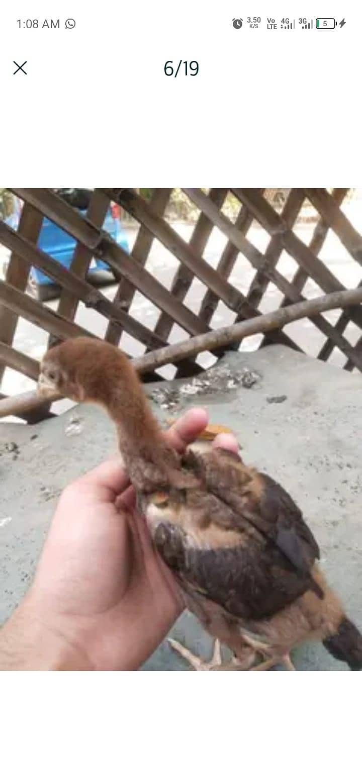 chicks 4