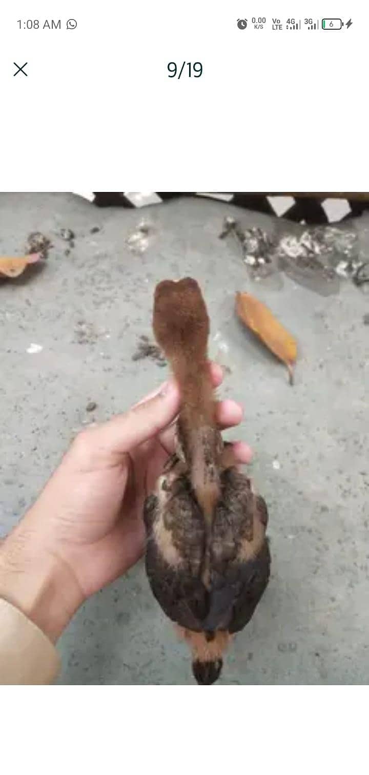 chicks 6