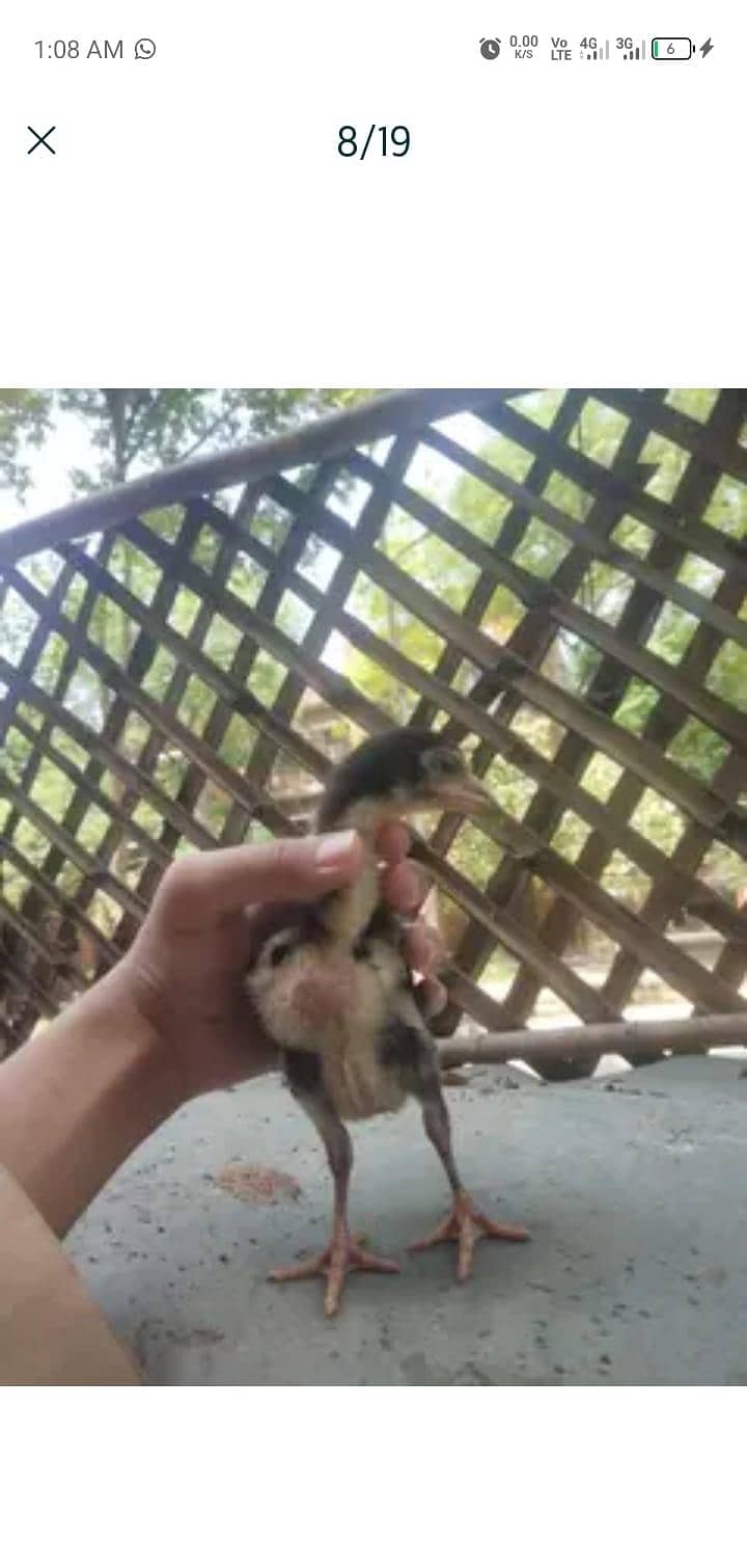 chicks 7