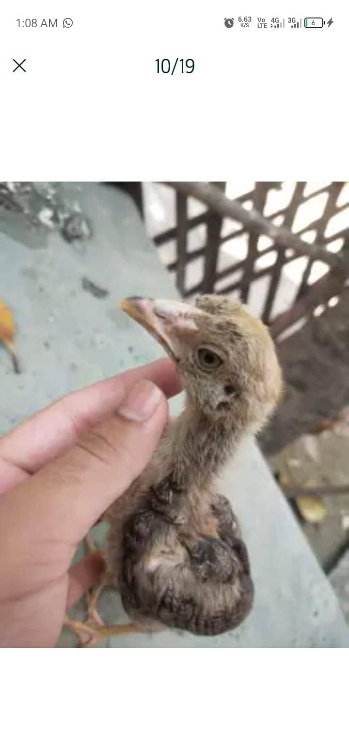 chicks 8