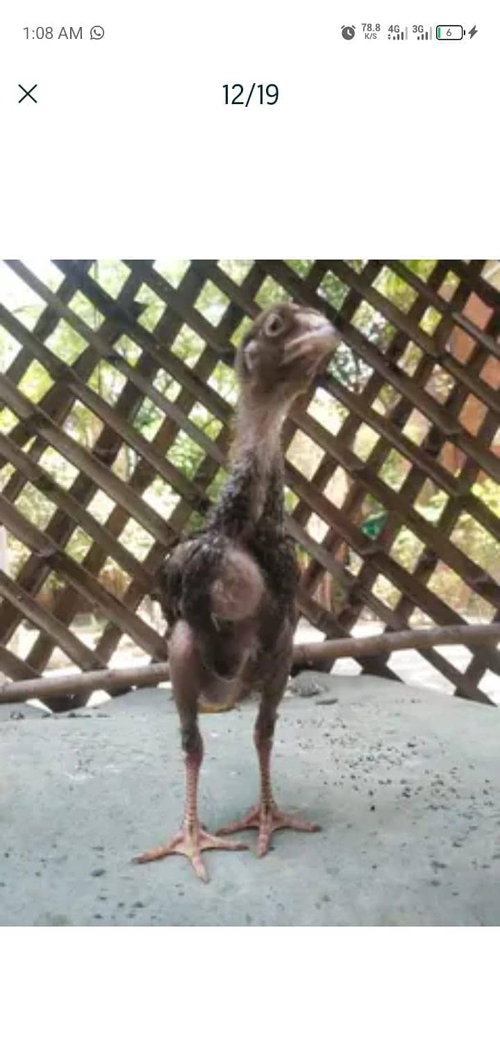 chicks 10