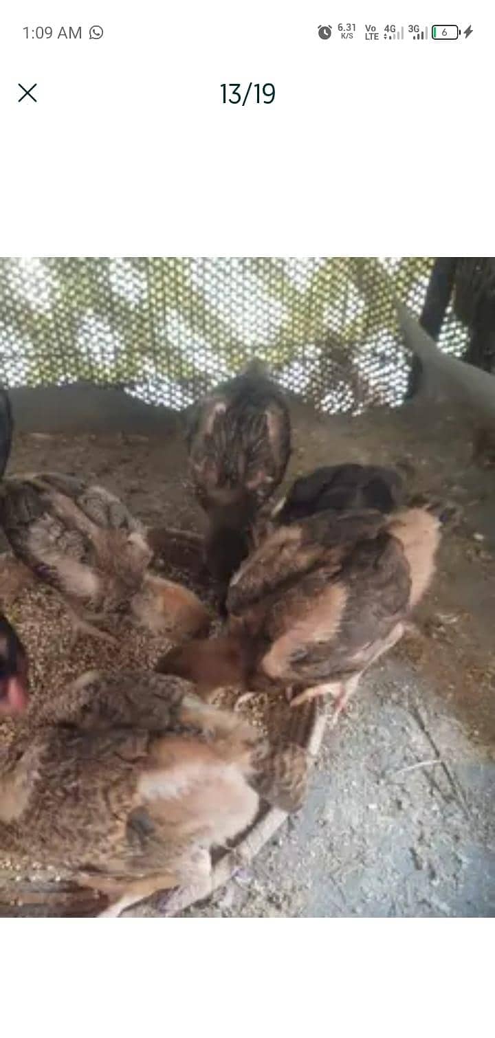 chicks 11