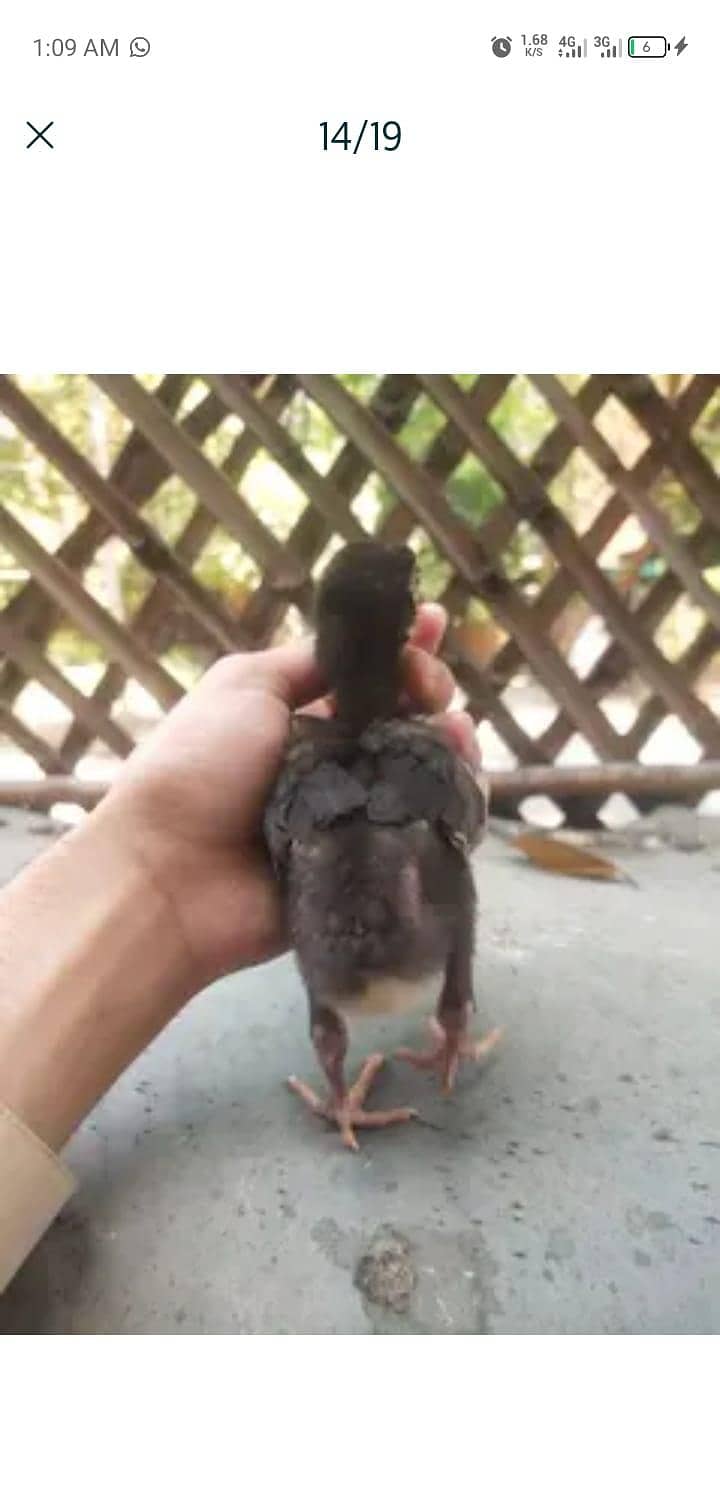 chicks 12
