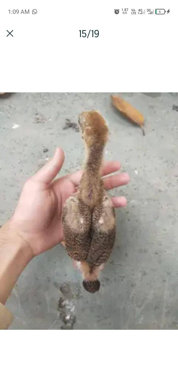 chicks 13