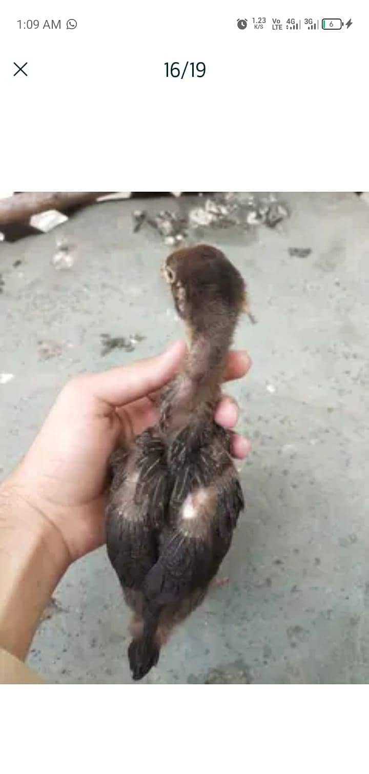 chicks 14