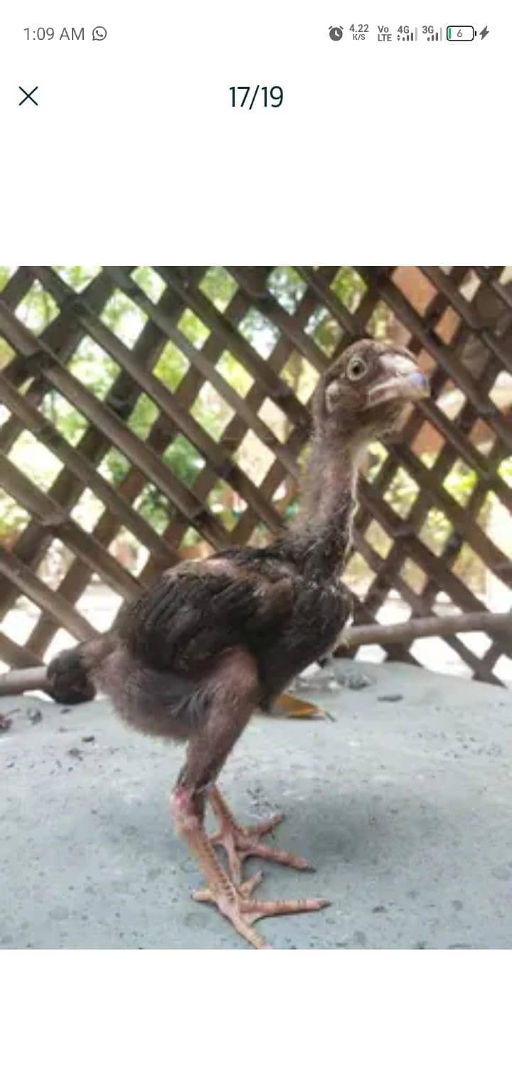 chicks 15