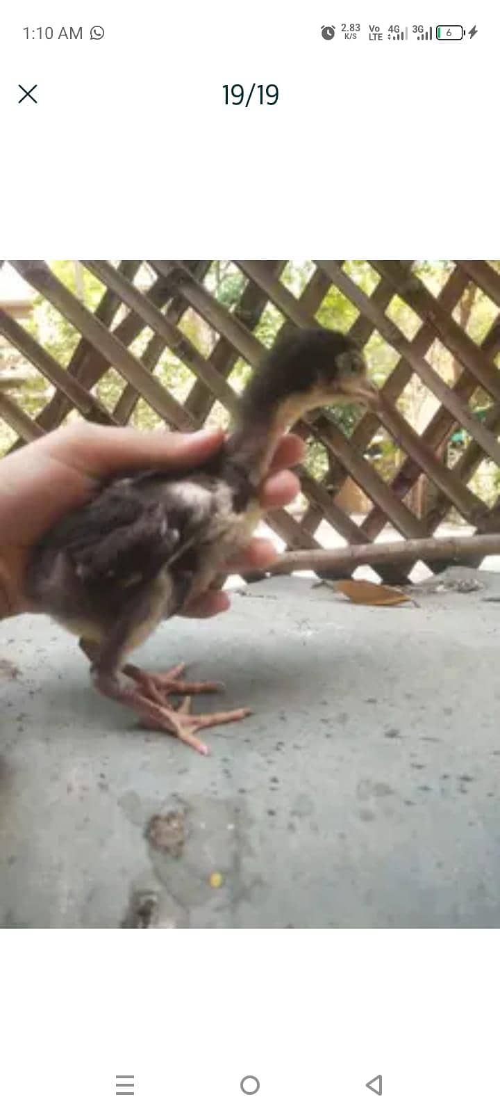 chicks 17