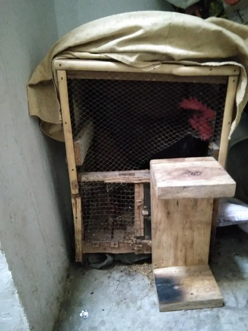 Desi Murga Ghar ka Palaa hua Pinjra free 0322-48-63-685 — photo 2