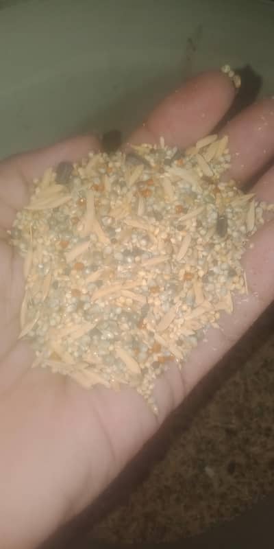 dana Love cockatiel  bage ka  dasteyab ha