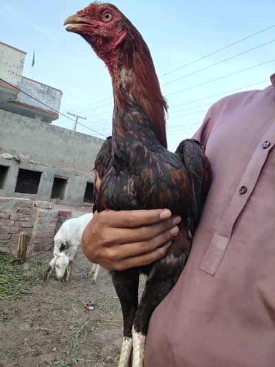 Mianwali aseel lakha rang me
