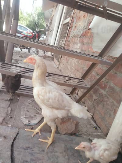 ghar کی  Hera)(03094028421 what's up only