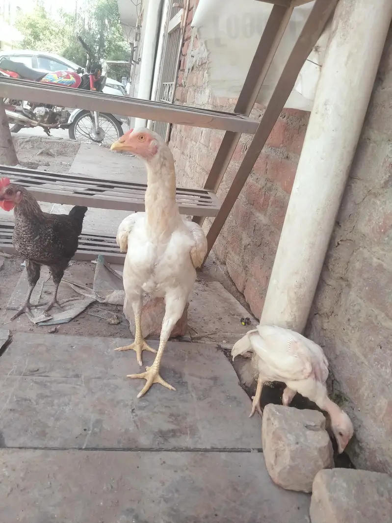 ghar کی  Hera)(03094028421 what's up only — photo 3