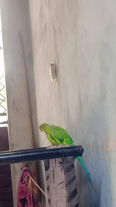 parrot