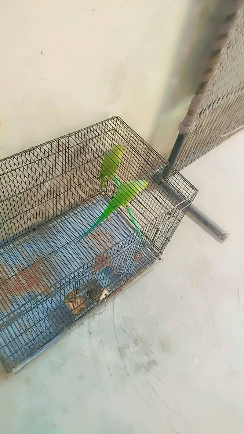 parrot 1