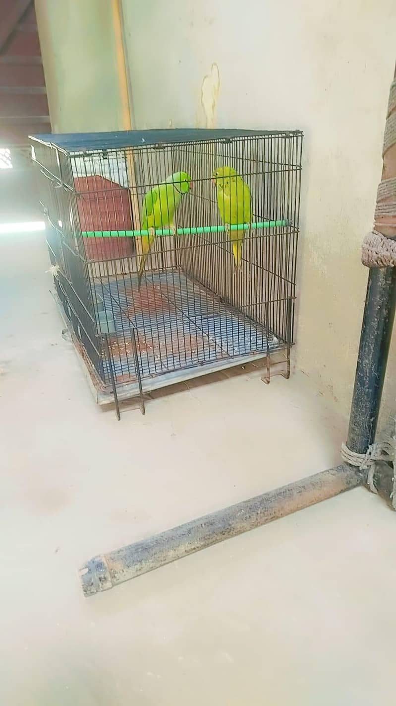 parrot 2