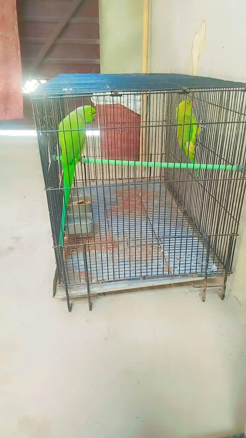 parrot 3