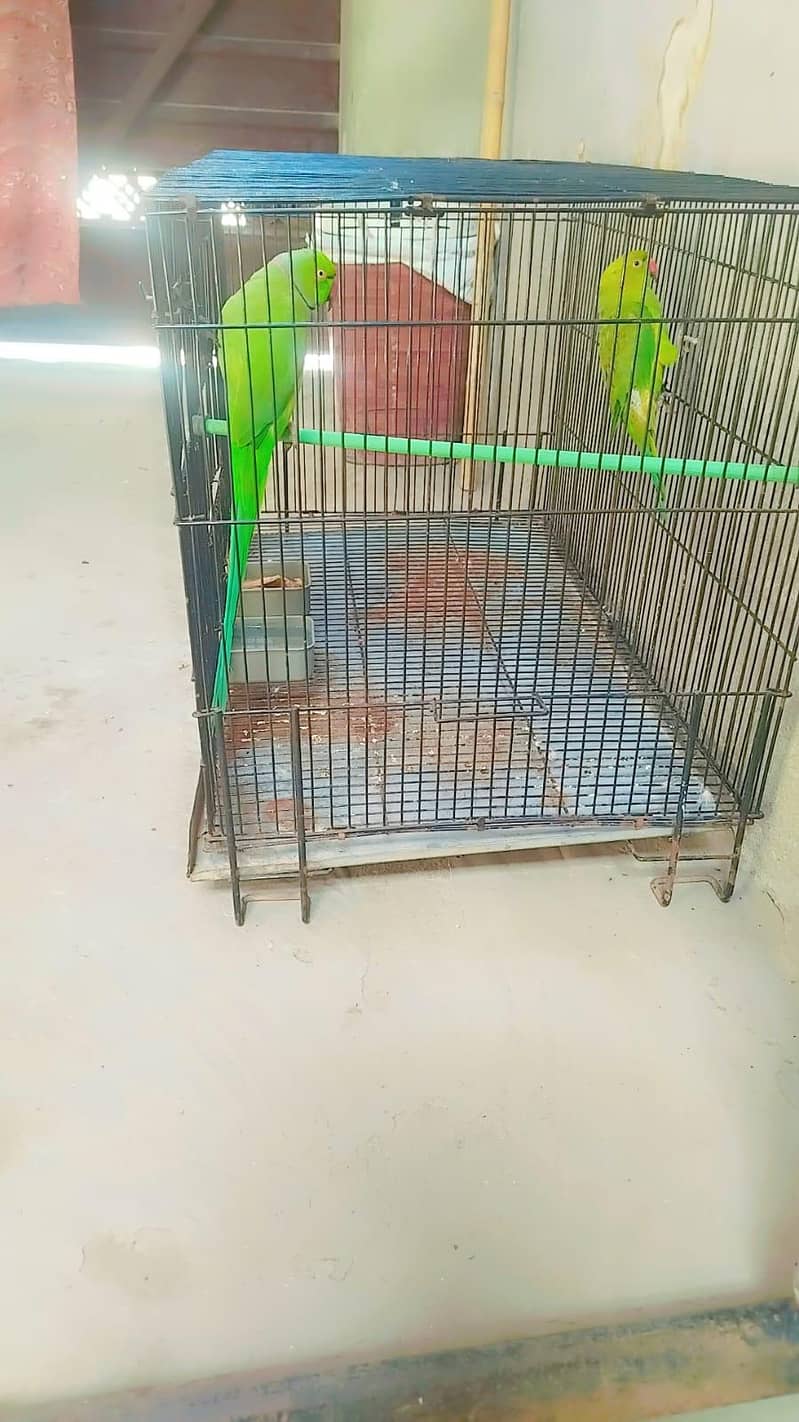 parrot 4