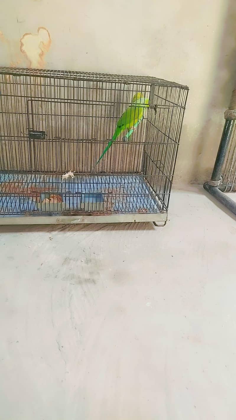 parrot 5