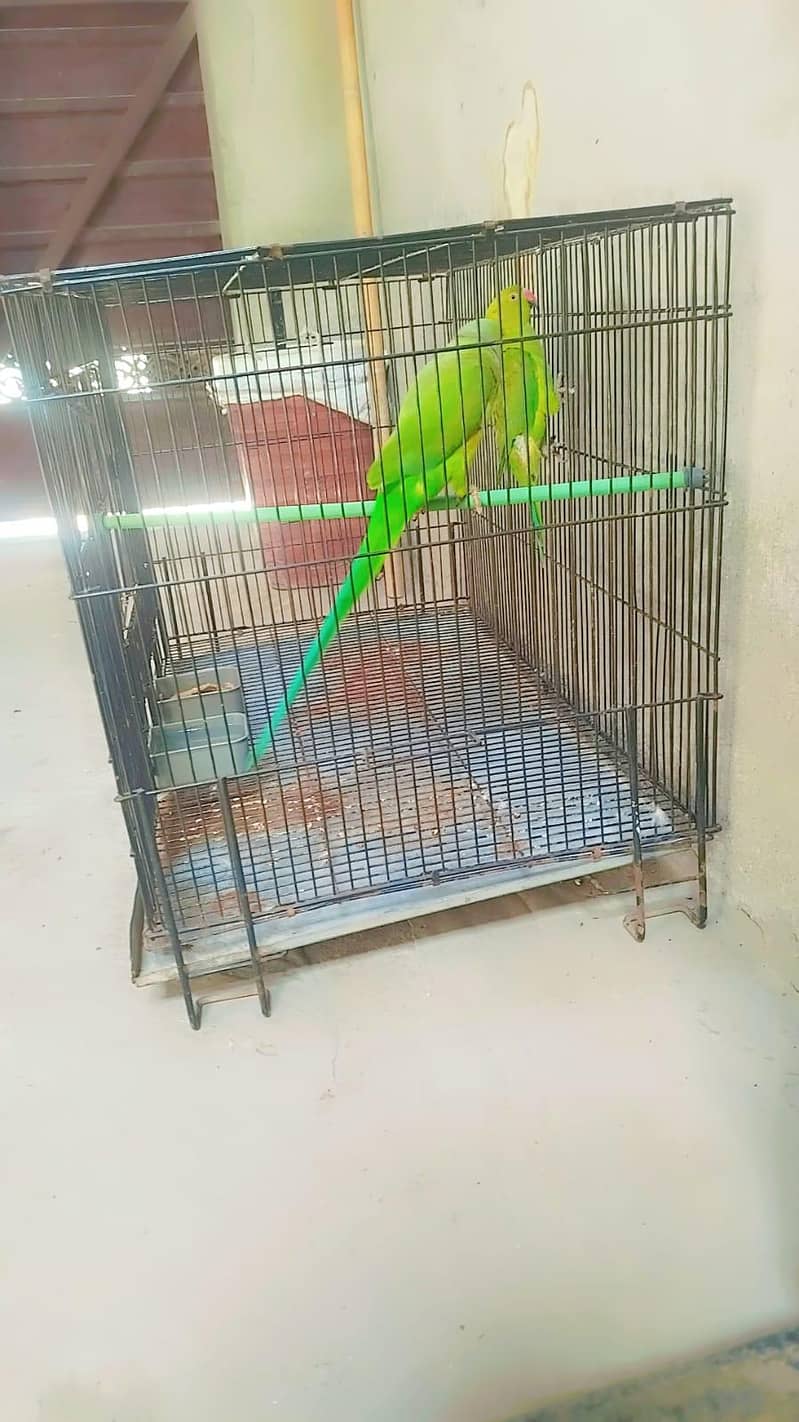 parrot 6